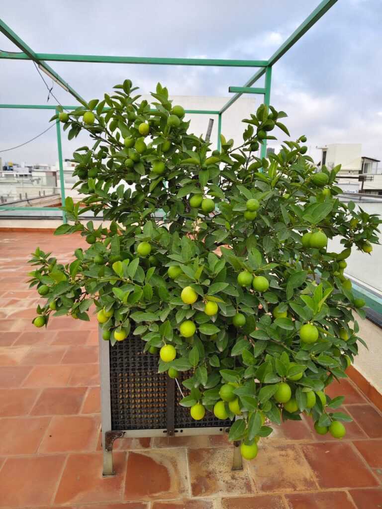 whatsapp image 2025 11 20 at 18.22.45