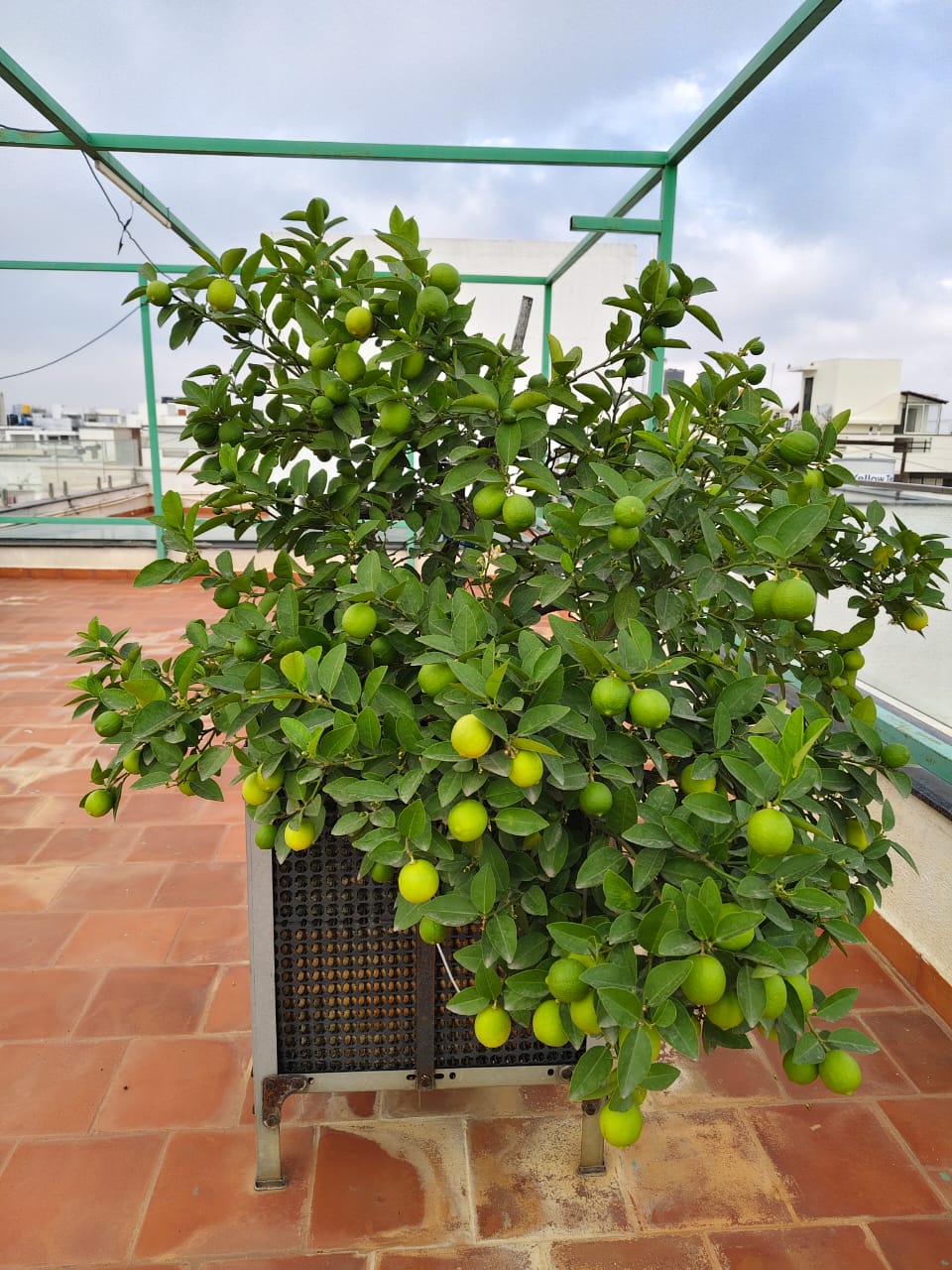 whatsapp image 2025 11 20 at 18.22.45