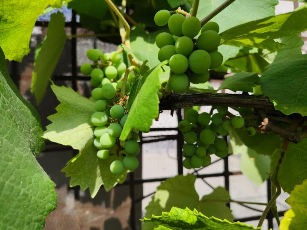 whatsapp image 2025 11 20 at 18.22.59