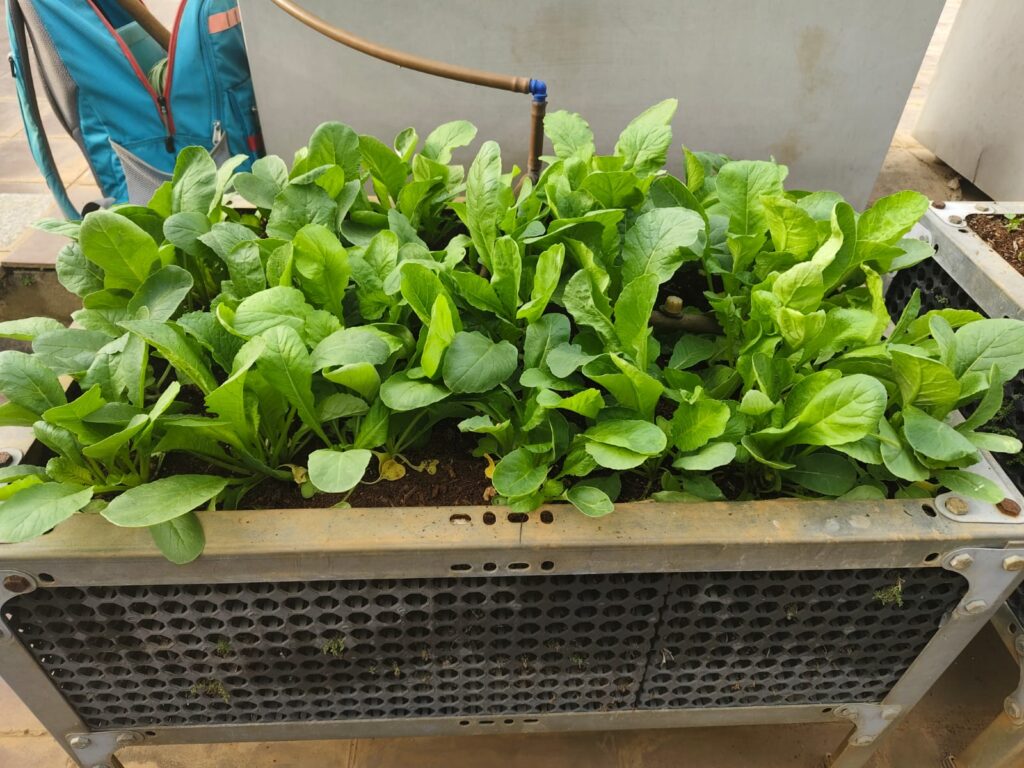 whatsapp image 2025 11 20 at 18.23.00