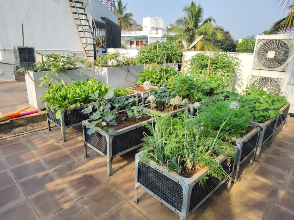 vegetable garden gardening