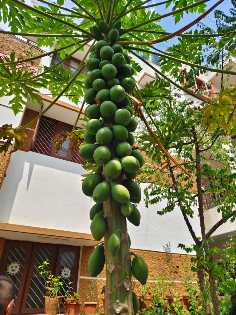 whatsapp image 2025 11 20 at 18.23.12