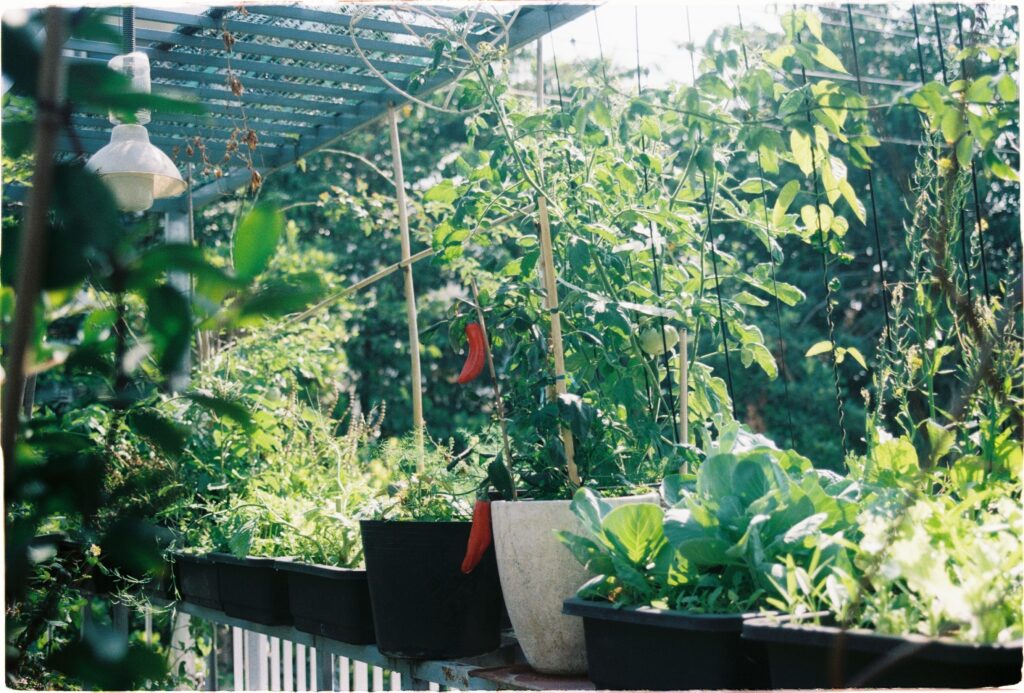 Vibrant greenhouse with thriving plants and vegetables in Ho Chi Minh City, Vietnam.