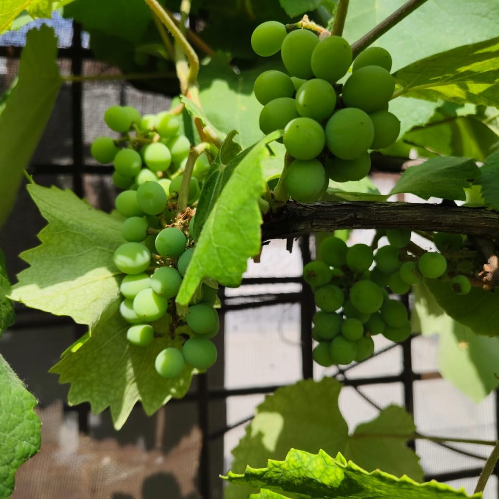 balcony gardening