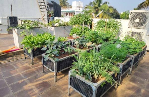 terrace gardening